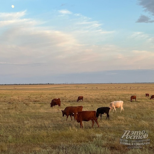 🐄 Коровы пасутся на Донских..