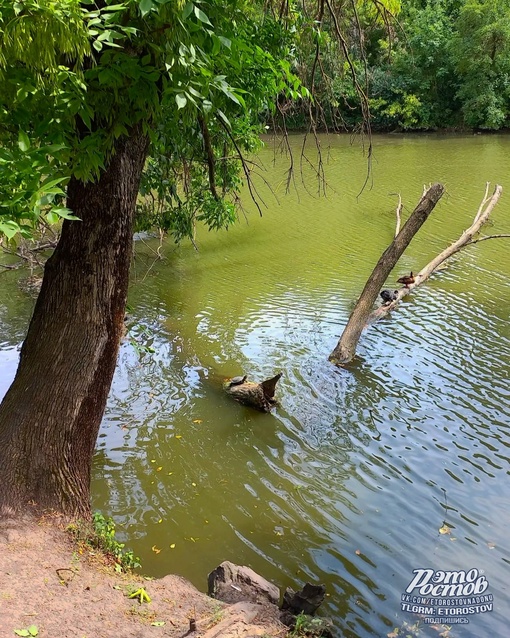 🌳Парк Октября на..