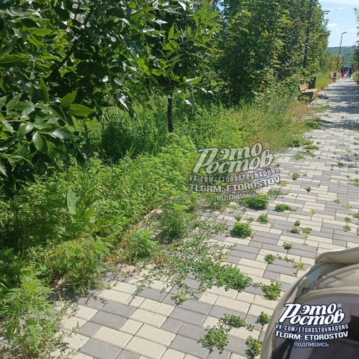 🌱 «Это называется "Эко-парк на Суворовском". Мусор в пакетах недели три в такую жару никто не собирает, трава..