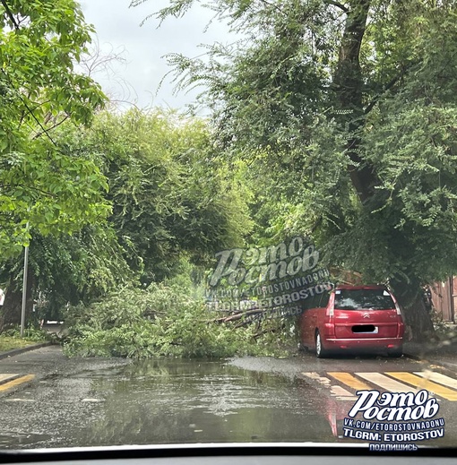 🌳⚠ На Мурлычёва дерево упало на машину и оставило вмятины  ⚡ Подпишись на паблик «Это..