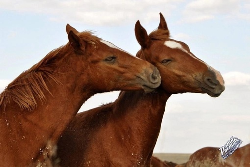 🐎 Донские мустанги в Ростовском..