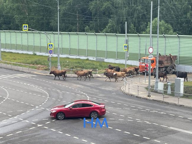 🐄 В Бутово ходят не только [https://vk.com/wall-60603031_329313|козы] и [https://vk.com/wall-60603031_329958|матки], но и..