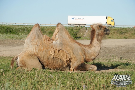 🐫 Единственные, кому сейчас не жарко. Верблюды в окрестностях Белой..