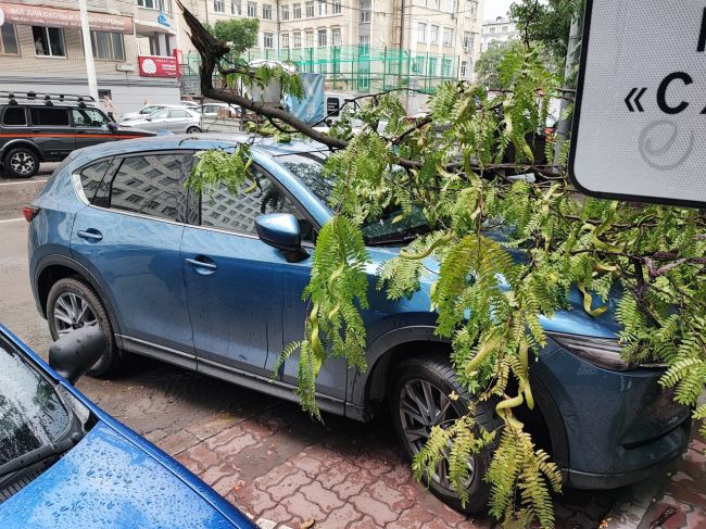 На Текучева вчера во время дождя упала ветка на авто, кому-то не..