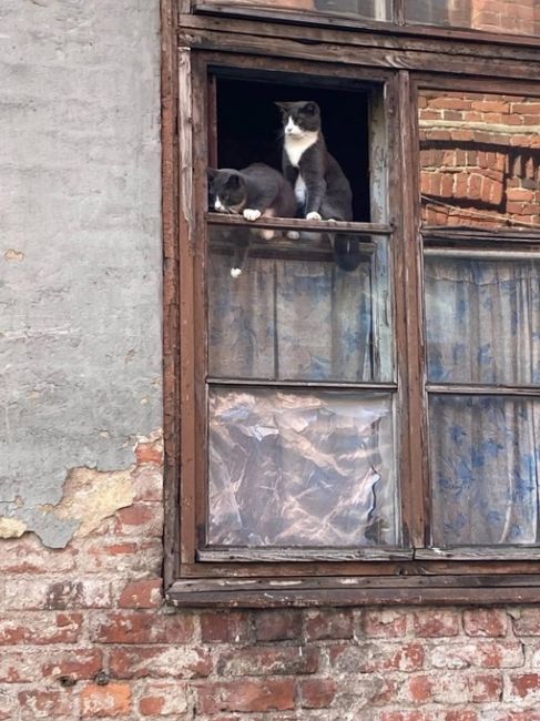 В Выборге заметили любопытных..