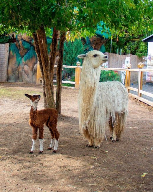 🦙 В московском парке «Сказка» родилась альпака 
Малыш принадлежит к очень редкой породе - сури. Их..