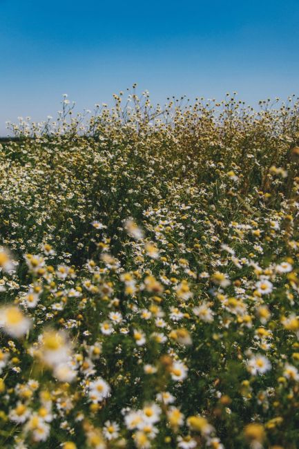 Островок диких ромашек в луговой степи 🌼  Фото: Артём..