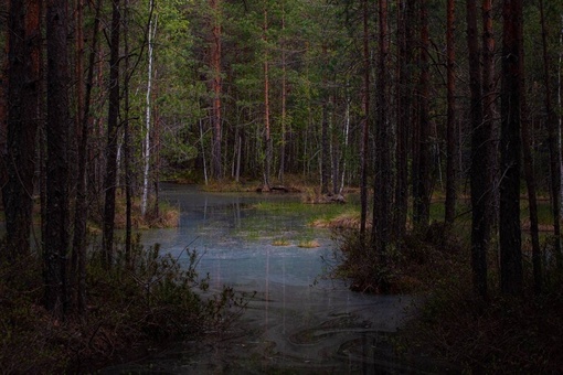 Дождь не повод сидеть дома.
Посмотрите как красива природа на Керженце!  📸 Александр Михеев
..