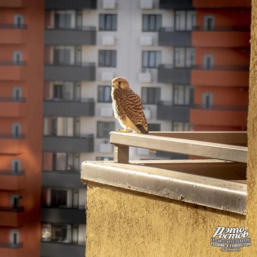 🦅 На крыше одного из ростовских ЖК поселилась соколиная семья и вывела птенца. На фото их первый..