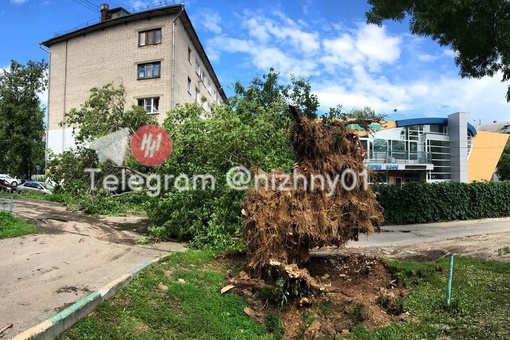 🗣️ На ул Панина, 19 дерево и столб рухнули на припвркованный автомобиль. И Даже соседний дом задело..