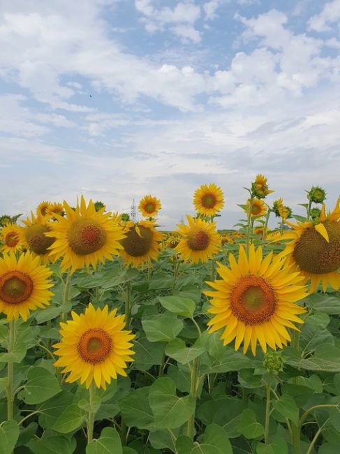 ☀️ Тысячи маленьких солнышек в..