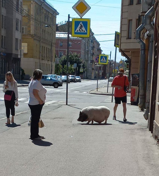 Каких только питомцев на встретишь на улицах..