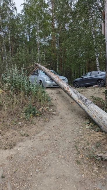 На берегу озера Тургояк упавшая сосна раздавала автомобиль. Люди не пострадали.  Фото: «Инцидент..