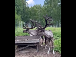 💜Роскошные красавцы из Керженского..