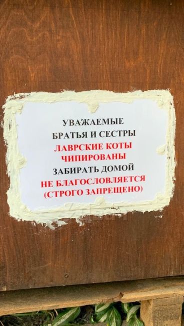 В Александро-Невской лавре живут чипированные коты. Только не говорите..