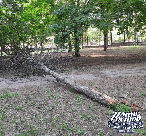 ⚠🌳 Сухое дерево упало в парке Плевен. Хорошо, что никто не..