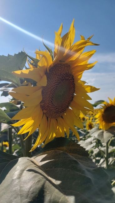 🌻 И еще подсолнухов вам в ленту...