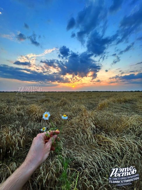 Закат в хлебном поле в селе Журавлёвка..