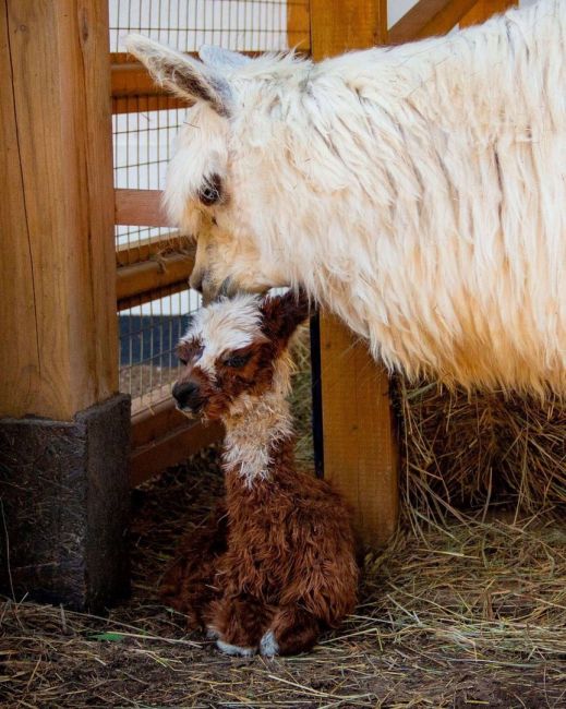 🦙 В московском парке «Сказка» родилась альпака 
Малыш принадлежит к очень редкой породе - сури. Их..