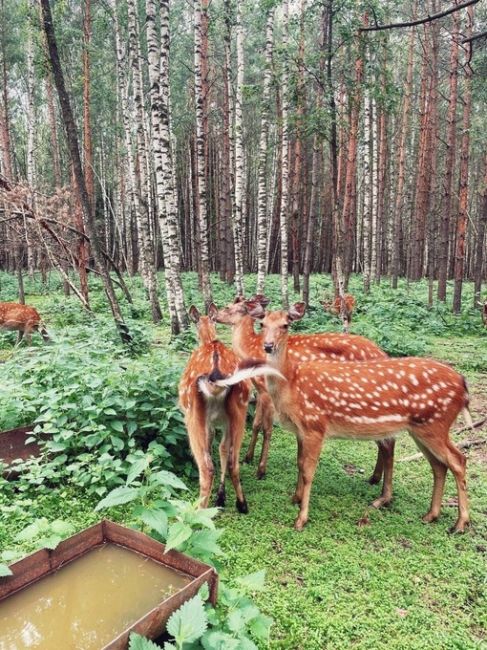 🦌 Сказочное место с волшебными обитателями прямо в нашей области!  📍 Экотропа «Копорье» в Городецком..