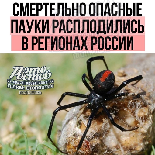 😱🕷 Смертельно опасные пауки расплодились в регионах России.  Численность каракутов сильно увеличилась в..