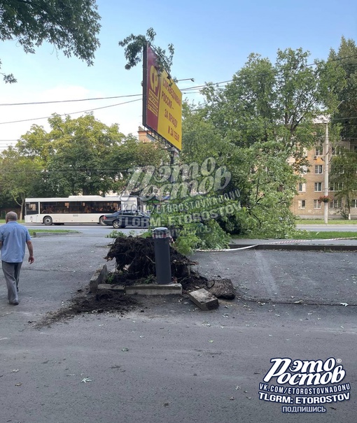 ⚠🌳«На проспекте Шолохова в течение дня дерево наклонялось, ростовчане продолжались под ним ходить. По..