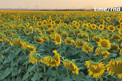 ☀️ Цветущие поля в области
Будто тысячи маленьких..