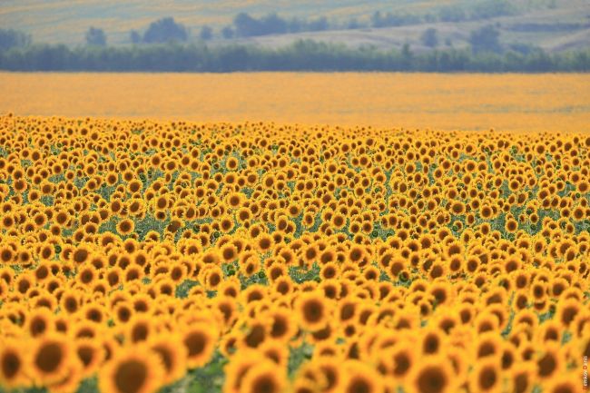 Поля подсолнухов🌻  Фото: Денис..