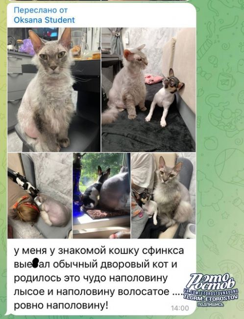 🐈 Если вдруг вы не знали, как выглядит кот, у которого мать — сфинкс, а отец — дворовой котяра.  Страшно,..