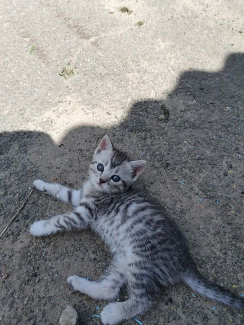 Сегодня, 8 августа,  отмечается Международный день кошек 🐈  Скидывайте в комментарии своих пушистых..