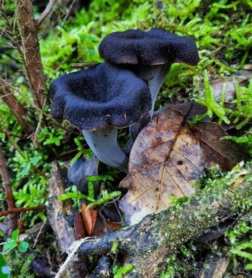 🍄Необычные чёрные лисички нашли в Ленобласти 
В Германии, например, такой гриб из-за цвета и нетипичной..