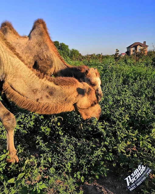 🐫Пара верблюдов на вольном выпасе в Ростовской..