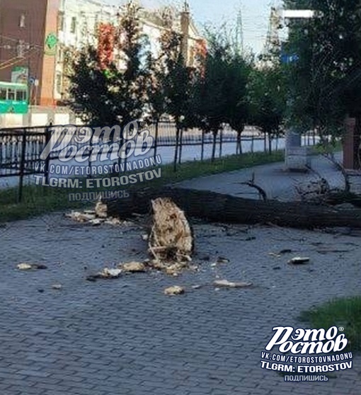 🌳⚠ На остановке "ТЦ Горизонт" упала большая ветка. Повезло, что здесь никто не..