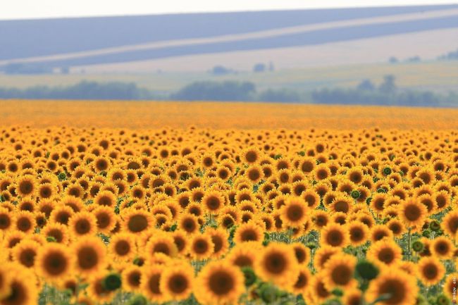 Поля подсолнухов🌻  Фото: Денис..