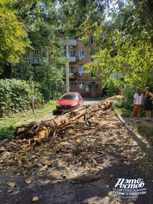 🌳⚠️На Симферопольской, 65 грохнулось трухлявое..