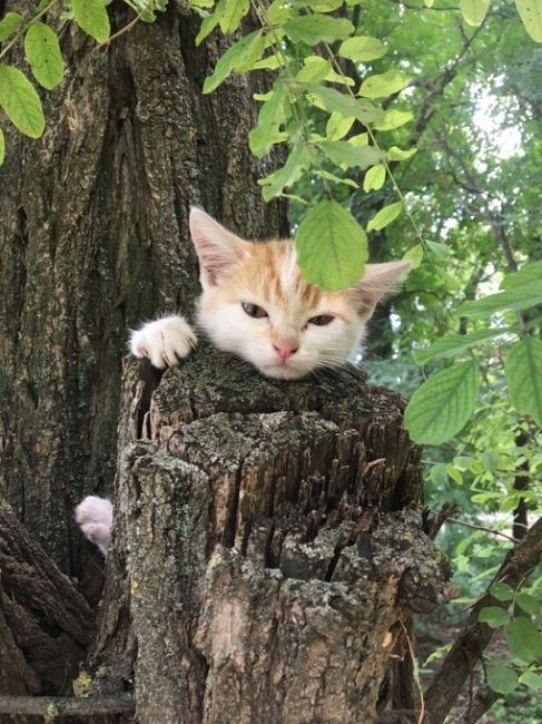 Сегодня, 8 августа,  отмечается Международный день кошек 🐈  Скидывайте в комментарии своих пушистых..