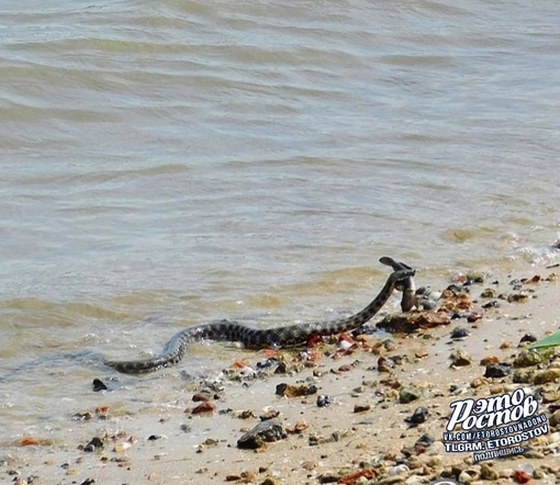 😱🐍 «На Левом берегу змея поймала рыбку. Кто-то крикнул, что это шахматная гадюка, все разбежались, а я..