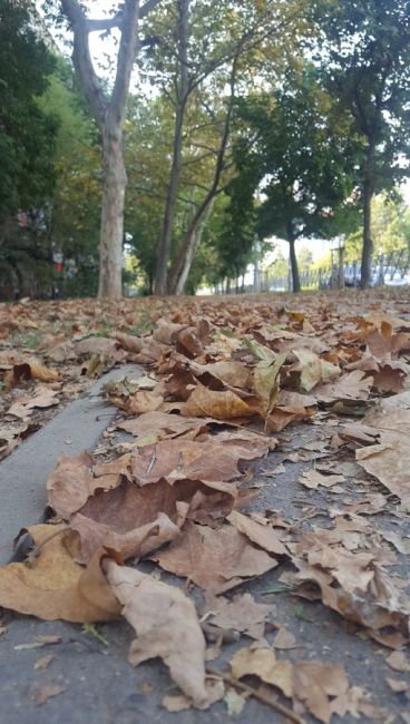 От жары опадают листья!
Первая половина августа, а уже осень 🍁🍂  Тургенева..