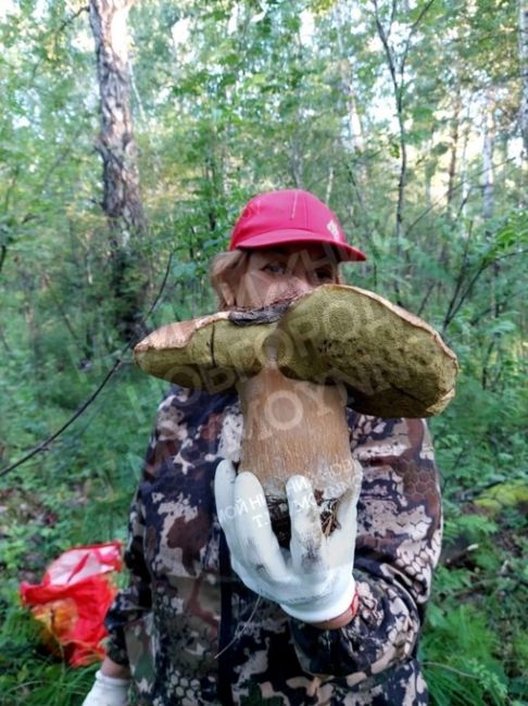 Вот такие грибы-гиганты нижегородцы находят в лесах после дождей 🍄  Одного такого грибочка хватит и с..