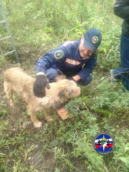 Спасатели вытащили из колодца на Бердском шоссе бродячую собаку. В колодце она перегрызла провода и вызвала..