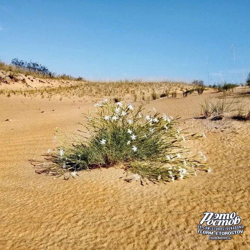 🏜🌵Донская Сахара - Быковские Большие буруны в Верхнедонском районе Ростовской..