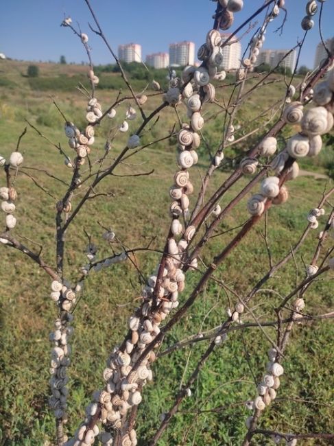 🐌 Нашествие улиток в парке 70-летия Победы.  📸Раиса..