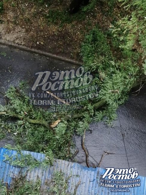 🌳⚠ На Береговой, 55А, упало дерево. Движение в сторону набережной со стороны Богатяновского..