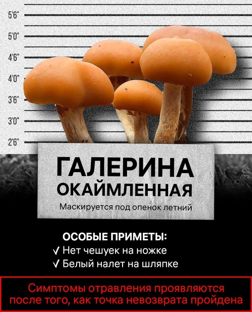 🍄 Скоро пойдет вторая волна грибов. Для врачей это самое «горячее» время – люди часто попадают в больницу с..