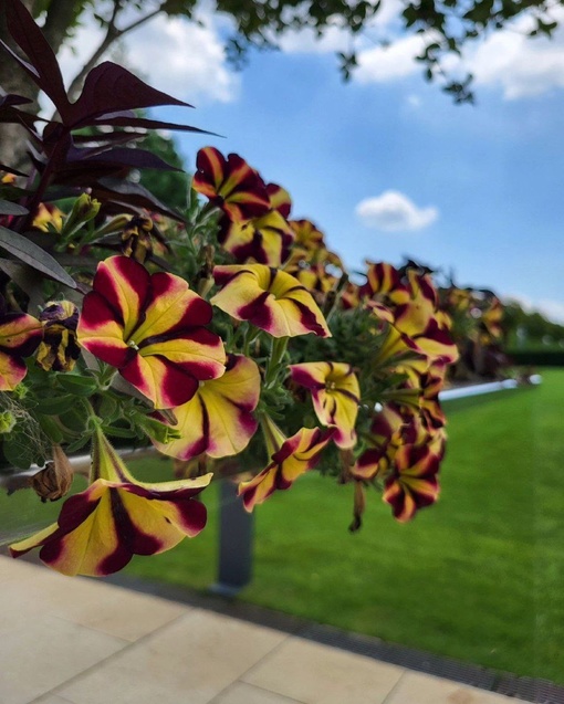 Доброе утро, друзья! 🌼🌸🌞  Фото..