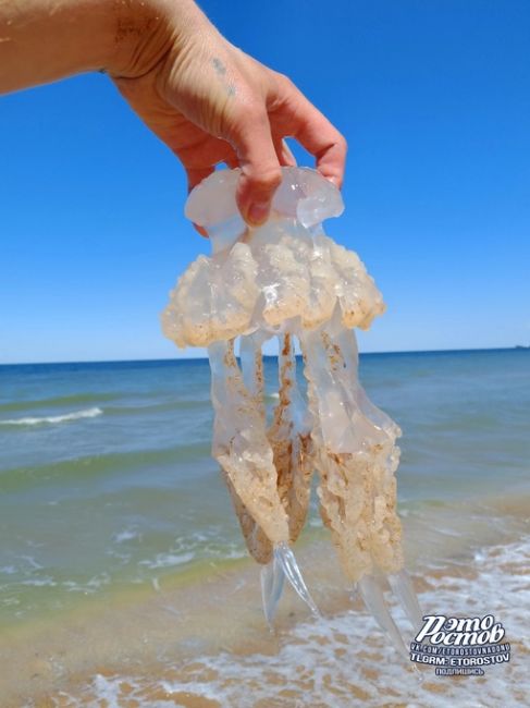 Вот таких медуз можно сейчас встретить на Азовском море..