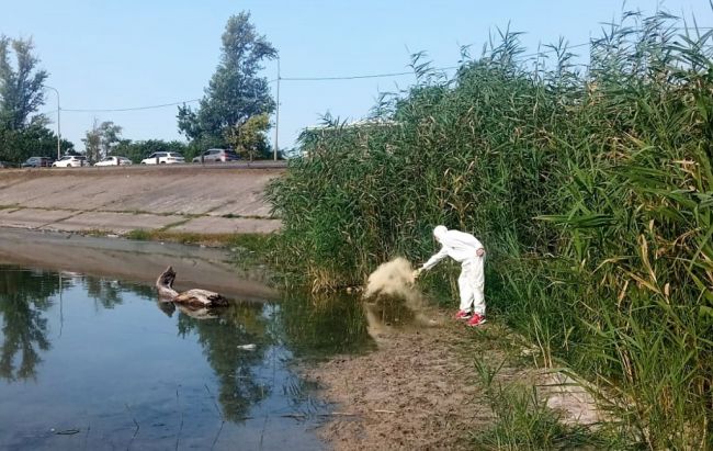 Власти Ростова очистили от клещей, комаров и крыс несколько участков в городе. В списке обработанных..