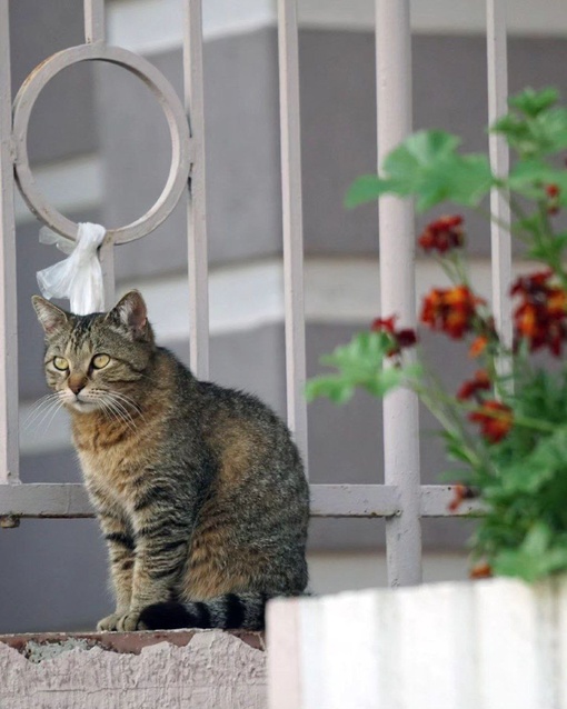 С всемирным днём кошек! 😻
Подборка котиков от dimaslobanov  Всемирный день кошек (World Cat Day) отмечается ежегодно  по..