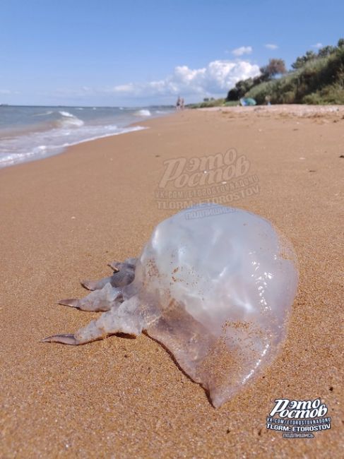 Вот таких медуз можно сейчас встретить на Азовском море..