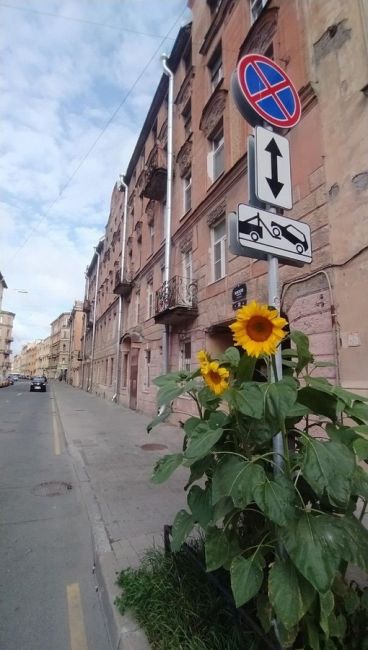 В Басковом переулке расцвели..